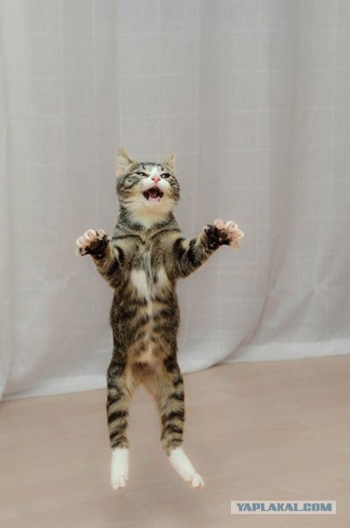 Котовторник