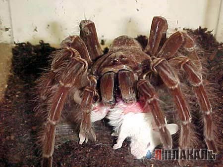 это кладезь смотреть красивый порно ролик молодой пары милое общество