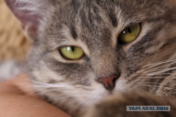 Этот ВЗГЛЯД!