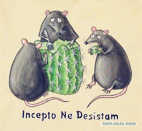 Опять Маша. По лезвию ходит.