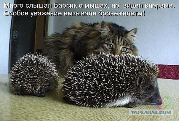 Коты из сети