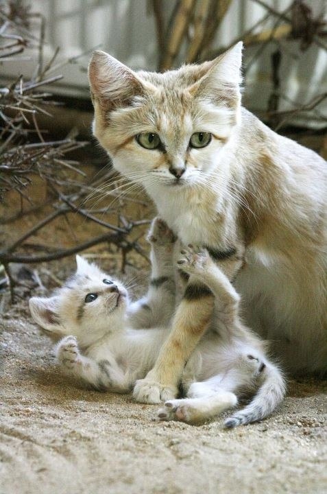 Самые смешные животные