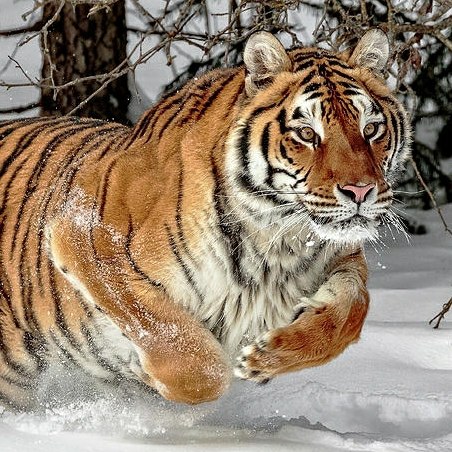 Самые смешные животные