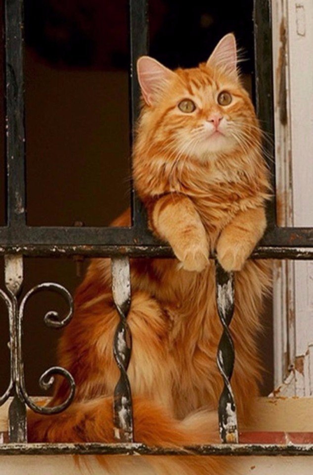 Коты и Кошки
