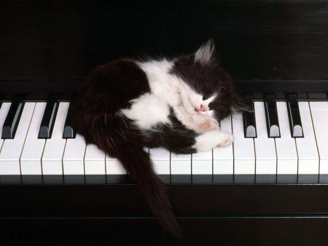 Коты и Кошки