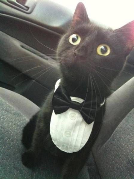 Коты и Кошки