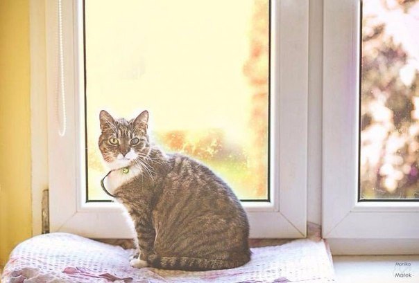 Коты и Кошки