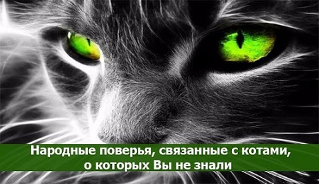 Живодёрку Свету, которая покусала котёнка, избили в Москве