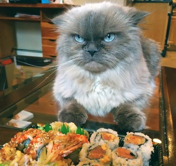 Прикольных котов пост