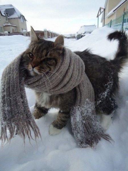Подборка настоящих котов