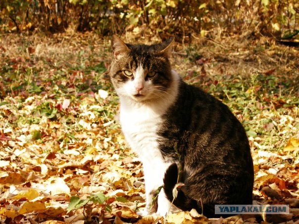 Котовторник на вторник! (30.09.2008)