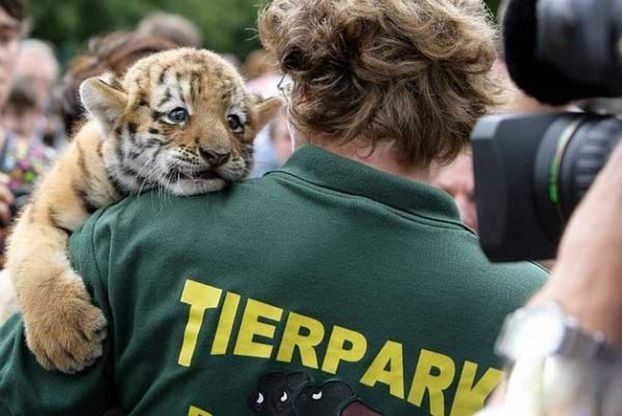 О Тиграх.