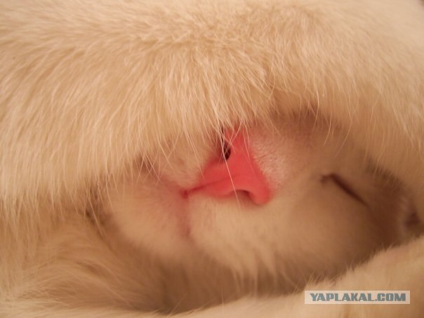 Коты, кошки и котята