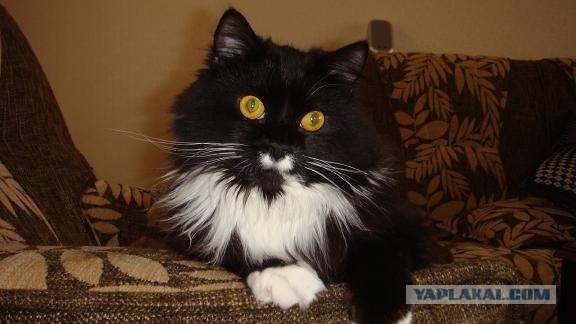 Котовторник 17 января