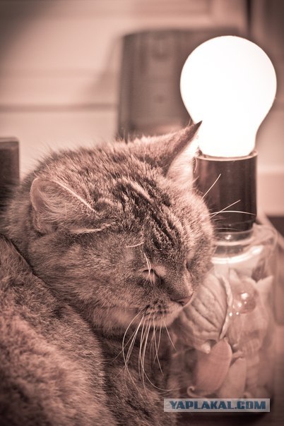 Котовторник (07.02.2012)