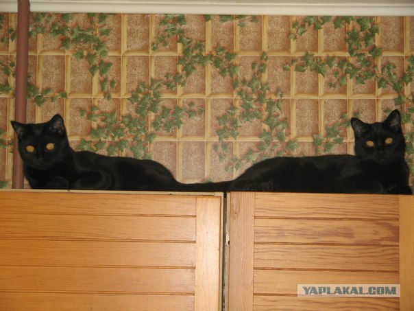 Котовторник 24.04.2012