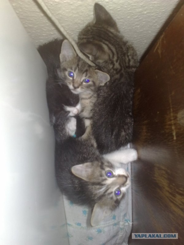 Котовторник 8 мая 2012