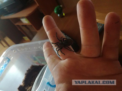 Немного о птицеедах