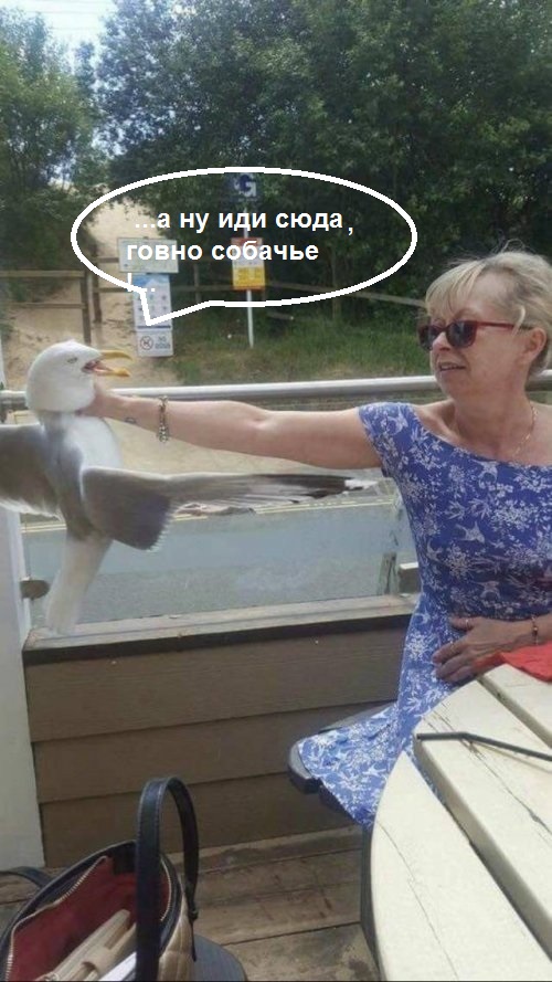 Скотсети и прочие интернеты 25.04.2019