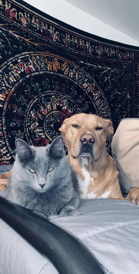 Уже не котовторник, но еще и не собакочетверг