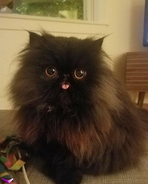 Котофеев пост