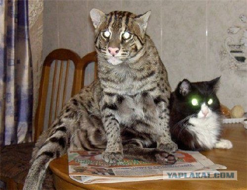 Отжабьте меня пожалуйста