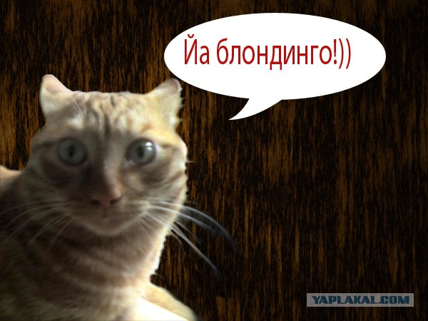 Киса хочет жабы