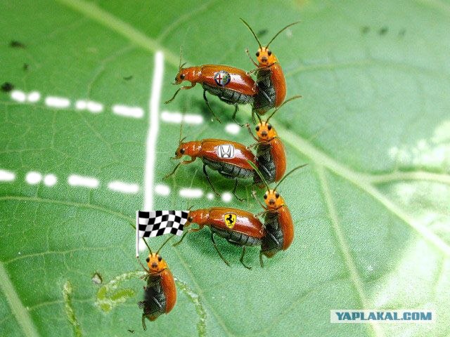 Он как бы нам машет?