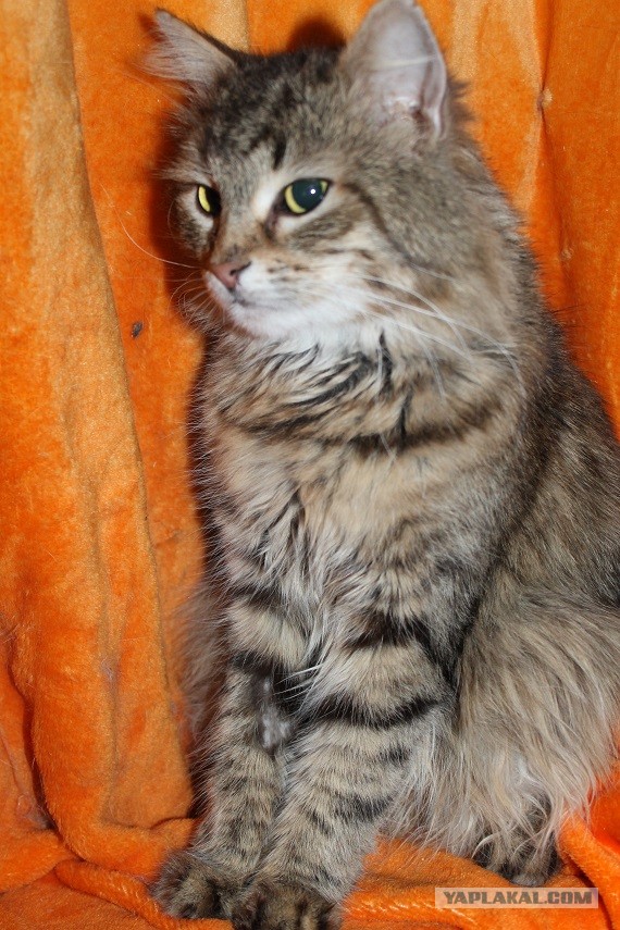 Жизнь домашнего приюта "Котоленд" 269