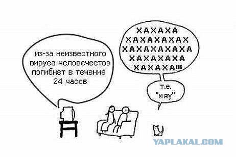 Очень сосредоточенный кот