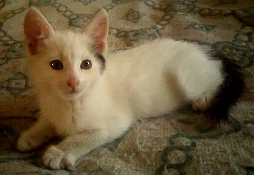 Грустный обиженный котёнок