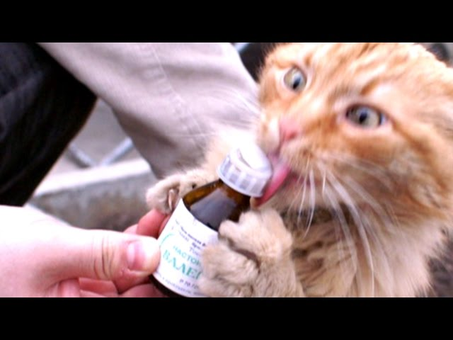Бедный котег!