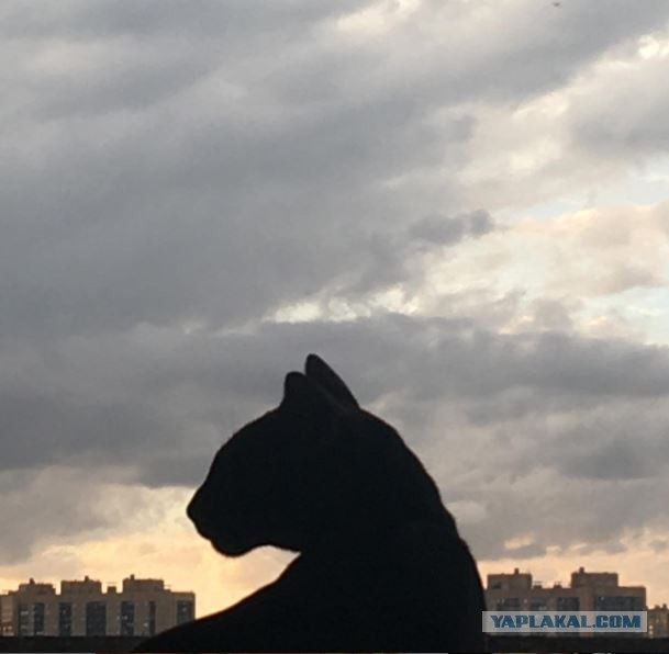 Господа и дамы ЯПа! Котовторник у нас начался! Отойдите от политоты и давайте котиков побольше!