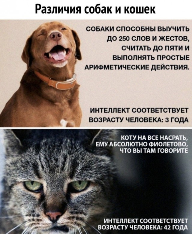 50 оттенков серого. Vol.8 Или самосвал баянов