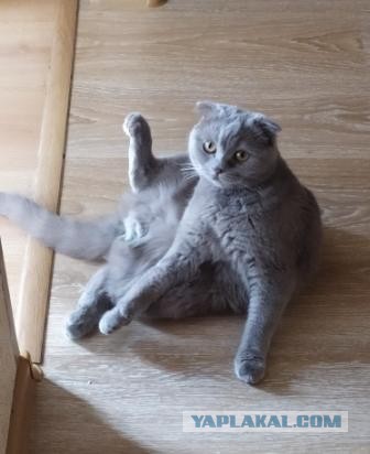 Котовторник.