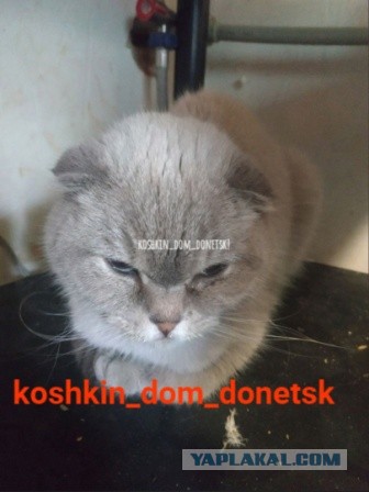 Мариупольские котики экстренно ищут дом