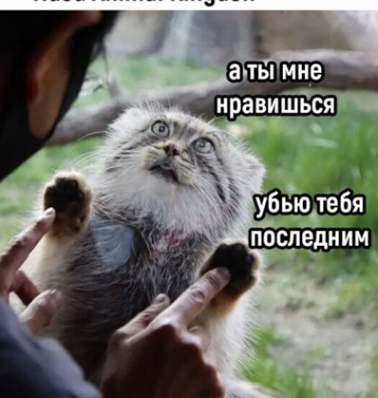 Котята-манулята