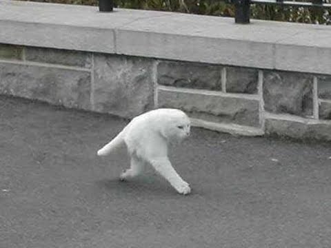 Задние лапы кошек всегда становятся туда, куда наступали передние.