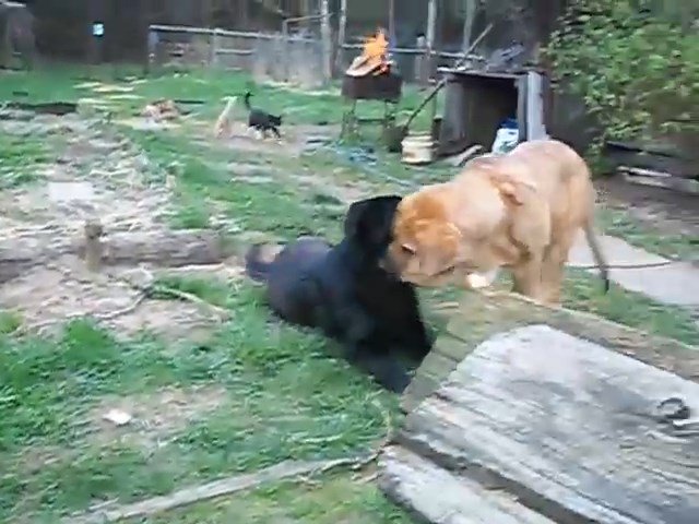Жизнь домашнего приюта для котеек 443