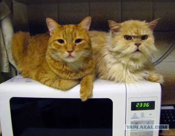 Кошачья пантомима