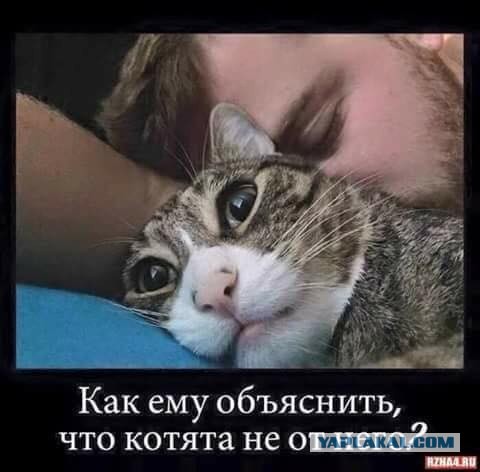 Баяны и аккордеоны. Смешные и не очень