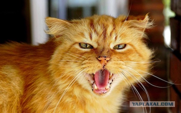 Остросюжетный кототриллер