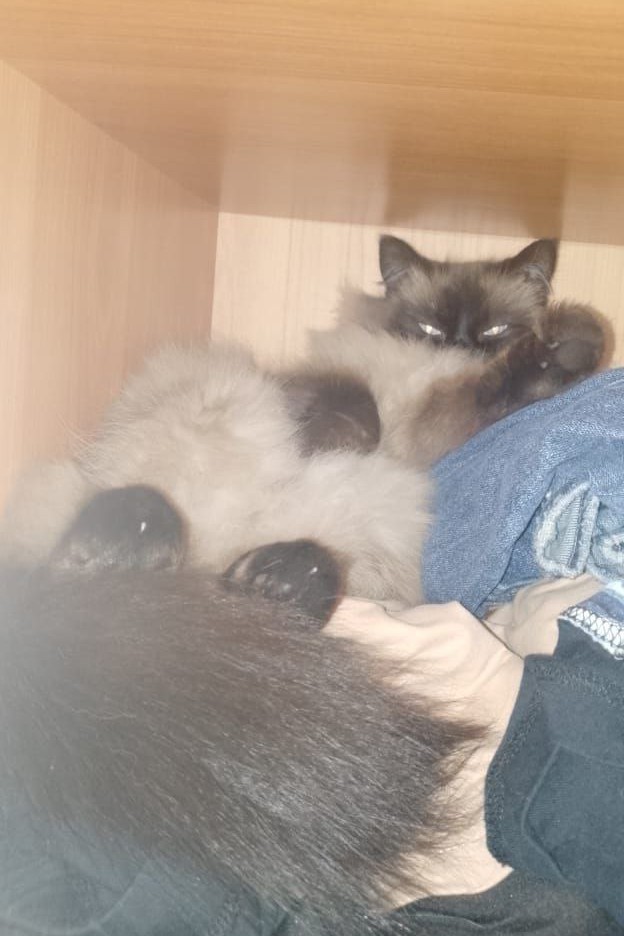Котовторник!