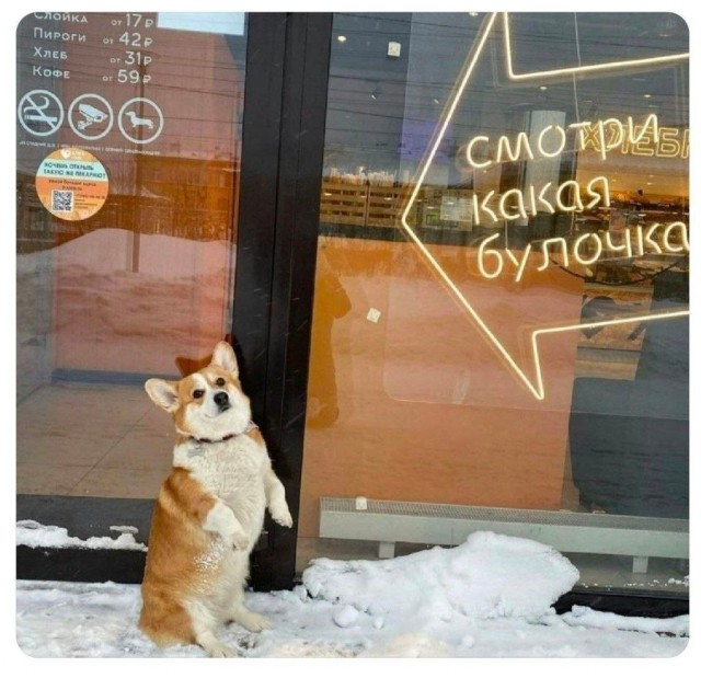 Веселые картинки в понедельник (10.02)