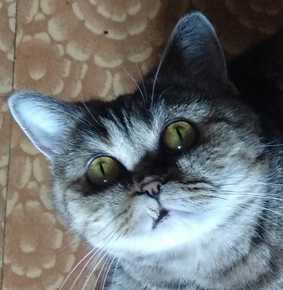 К котовторнику