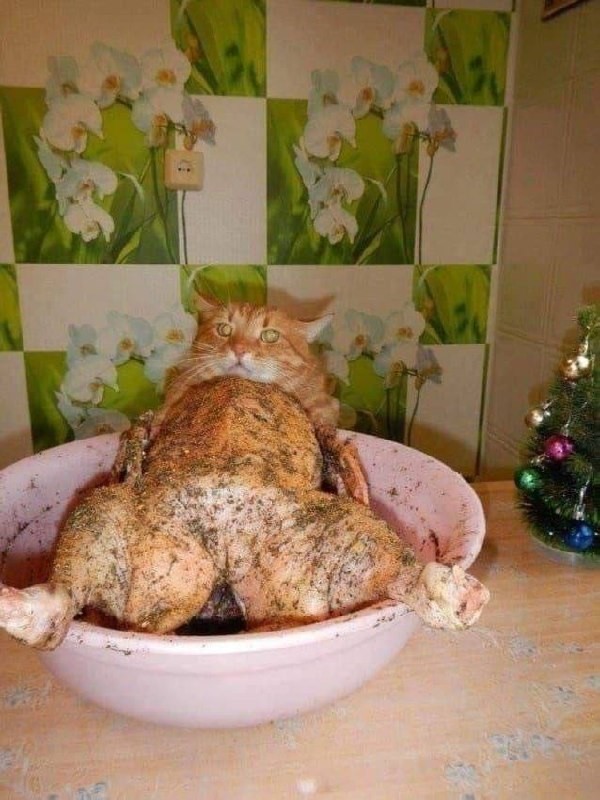 К котовторнику: подборка картинок-баянов с котиками и про котиков. Выпуск 36.