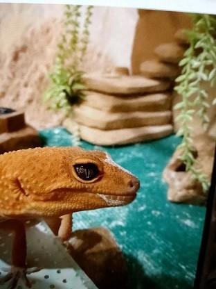 Ну, нет на Япе дня ящериц.