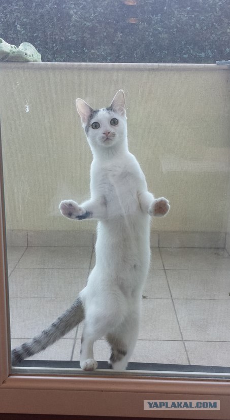 "Под Стеклом"