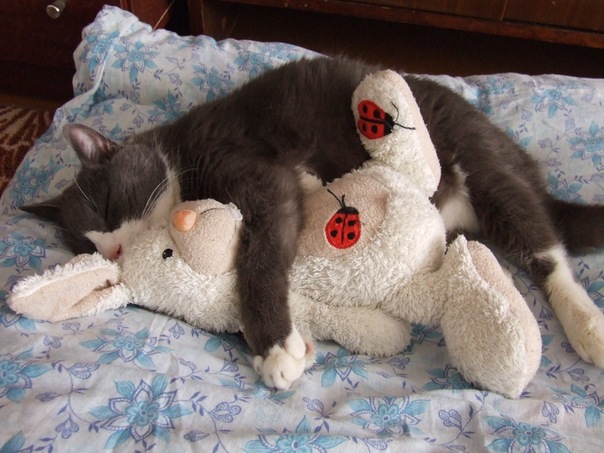 Котовторник  08.04.2014