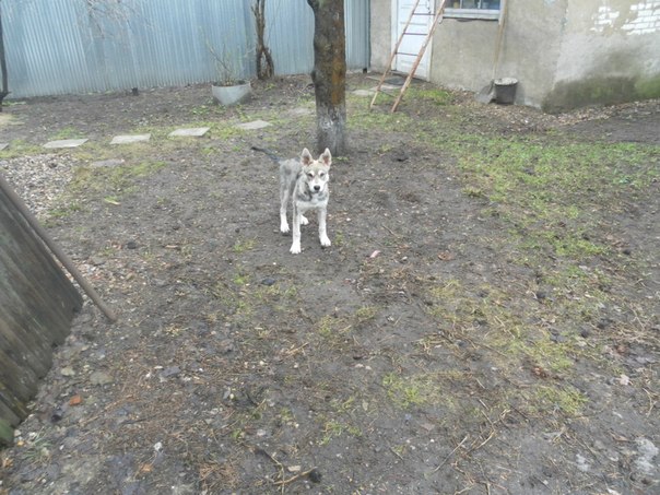 Вот такое чудо природы живет у нас дома.